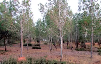 La gestión forestal ecohidrológica mejora el estado de conservación del suelo en los bosques semiáridos