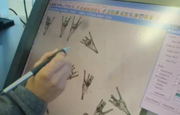 Las redes de pesca pueden contener sustancias tóxicas para el erizo de mar