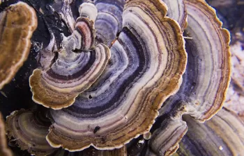 Cómo los hongos pueden eliminar los contaminantes emergentes de las aguas urbanas