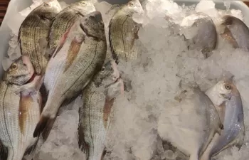 Nuevas baterías sostenibles a partir de colágeno de pescado