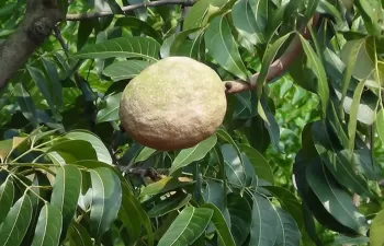 Matemáticas para predecir el rendimiento de compuestos producidos con residuos del mango