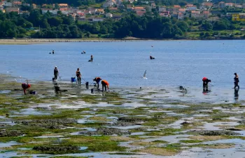\"El abono obtenido a partir de algas constituye un excelente recurso para los suelos gallegos\"