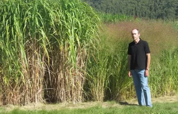 Miscanto, el mejor cultivo herbáceo para producir energía en el noroeste de España
