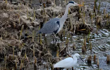 Madrid mantendrá la renaturalización del Manzanares en todo el tramo urbano