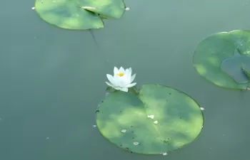 Fundación Aquae y Revista de Letras, unidas en la difusión del agua en la cultura