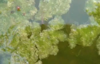 Aguas residuales y residuos urbanos para producir proteínas para la industria cosmética