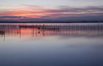 Es momento de actuar a gran escala en La Albufera