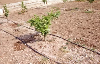 Los sistemas de regadío de la provincia de Alicante recibirán más de tres millones para su modernización