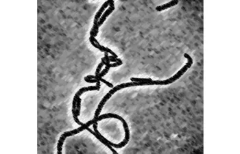 Nuevos avances en la obtención de biocombustibles por fermentación del syngas