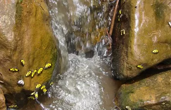 Proyecto ROBIN: cuantificando el papel de la biodiversidad en la mitigación del cambio climático