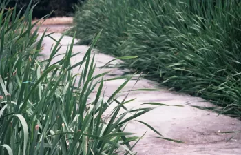 Publicado el anuncio de licitación del filtro verde en el entorno de la Rambla del Albujón