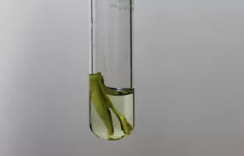 Desarrollan un nuevo método para producir hidrógeno renovable a partir de biomasa lignocelulósica