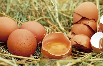 Un proyecto europeo estudiará la viabilidad de utilizar la cáscara del huevo para fabricar azulejos