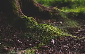 Así ayuda la fotosíntesis del suelo a mitigar la contaminación ambiental