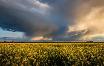 Derecho internacional, medio ambiente y cambio climático: propuestas globales y litigios que crean jurisprudencia