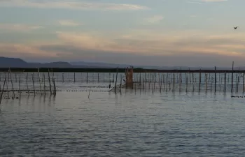 Un modelo matemático reproduce la calidad del agua en humedales artificiales