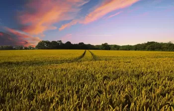 Cambio climático y agricultura de regadío: adaptación, mitigación e incertidumbres