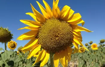 El proyecto LIFE AgriAdapt ofrece a los agricultores y ganaderos herramientas para combatir el cambio climático