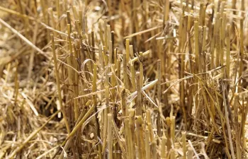 La lignina de la paja de trigo puede sustituir componentes tóxicos de las baterías de litio