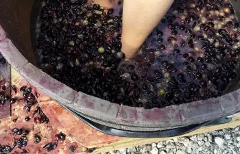 Nuevo biocombustible a partir de residuos de la producción de vino