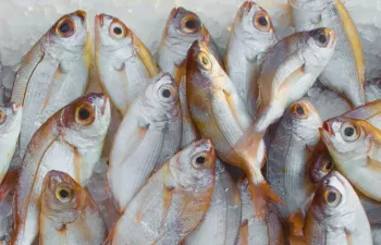 Incatema, adjudicataria de un proyecto de pesca en Turquía con financiación de la Unión Europea