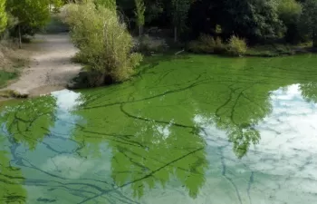IMDEA Agua trabaja en nuevas herramientas de detección de cianobacterias tóxicas en agua potable