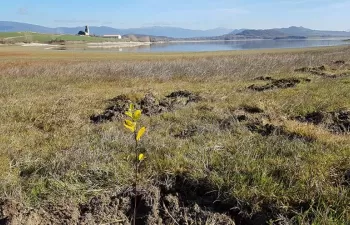 Un cinturón verde actuará de filtro natural y mejorará la calidad del agua del embalse de Ullíbarri - Gamboa