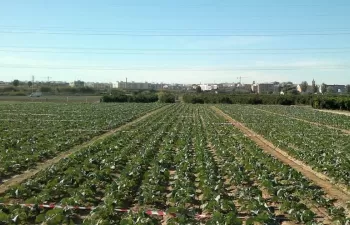 Un estudio alerta de la posible contaminación del agua subterránea por exceso de gallinaza en los cultivos