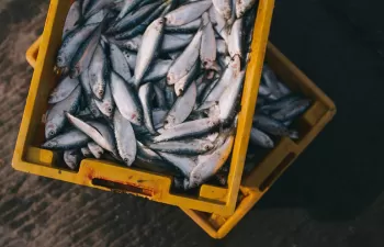 España, entre los países más expuestos a contaminación por disruptores endocrinos en pescados y mariscos