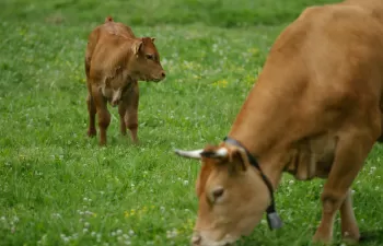 NEIKER-Tecnalia desarrolla un método pionero que permite medir las emisiones de metano de las vacas