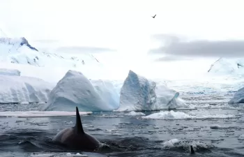 Las corrientes oceánicas, vehículo de los plásticos hasta aguas del Ártico