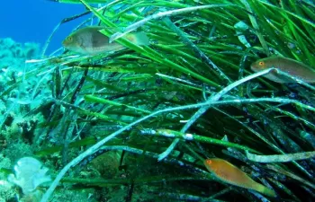 La acidificación del océano altera el metabolismo de las bacterias marinas