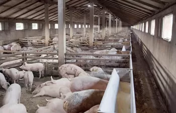 Arranca un proyecto para recuperar el nitrógeno de los purines con membranas permeables a los gases