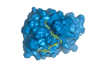 Mejoran la enzima capaz de degradar plástico PET