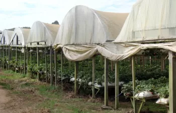 Junta de Andalucía colaborará con el plan de residuos agrícolas en la Costa Granadina en la adecuación de cauces