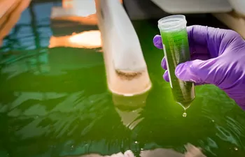 Chlorella, alternativa a los biocombustibles convencionales