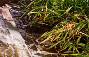 Expertos analizarán el uso de macrofitas como alternativa para depurar las aguas residuales urbanas