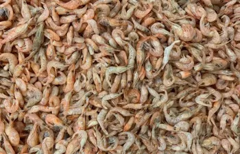 Cáscaras de gambas para producir electrodos de baterías de gran almacenamiento