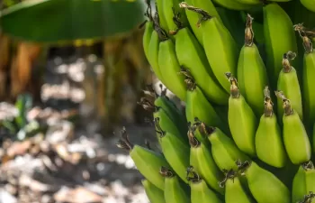 Incatema diseña un proceso para reciclaje de plásticos de la producción de banana