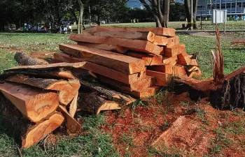 Desarrollan madera plástica fabricada con desechos naturales