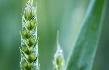 ¿Cómo se adapta la agricultura a la crisis climática?