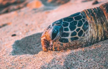 En España están amenazadas 1.019 especies animales, de las que 28 son marinas