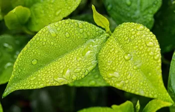 ¿Cuánta agua se utiliza para la irrigación?