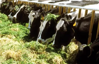 Las explotaciones que mejoran la alimentación del ganado presentan una menor huella hídrica