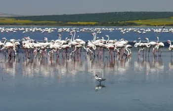 Los flamencos facilitan la depuración de la materia orgánica en humedales salinos