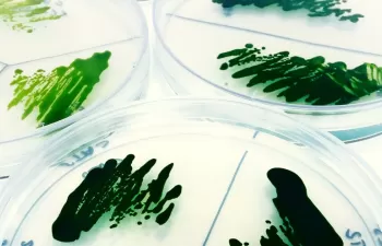 Descubierto un nuevo mecanismo para retirar el CO2 atmosférico mediante el uso de microalgas