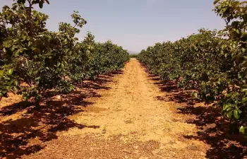 Cambio climático e industrialización incrementan un 30% el estrés hídrico en la agricultura española