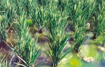 Cómo abordar los retos ecológicos y sociales en la gestión del agua