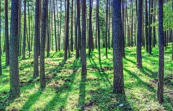 La capacidad de la biodiversidad forestal para mitigar el CO2 podría perderse en condiciones climáticas más adversas