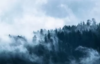 Demostrada la viabilidad económica de realizar gestión forestal en los bosques mediterráneos